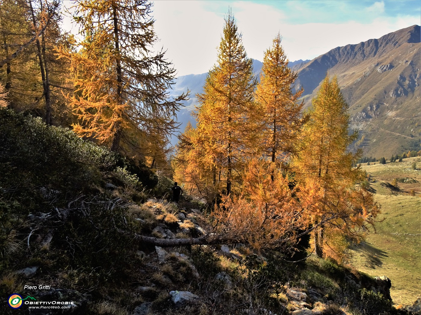 66 Scendendo per traccia lo splendido lariceto verso la verde radura prativa della Baita del Buco.JPG